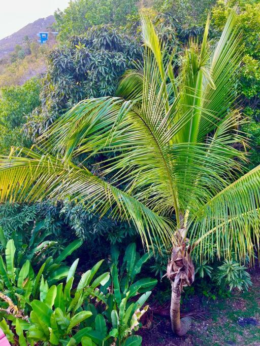 Апартаменты Mid-Century: Caribbean Style Contant  Экстерьер фото